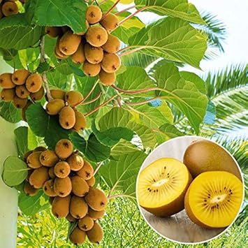 Light Green Kiwi Fruit Seeds for Planting - Growing Tangy and Sweet Kiwi Fruit Trees